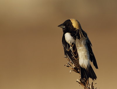 bobolink  --  goglu des pres