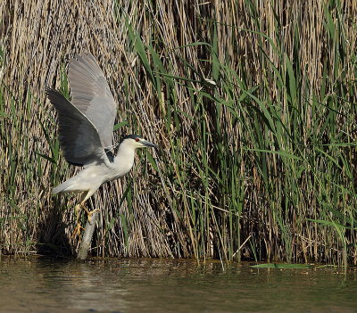 black-crowned hight-heron -- bihoreau gris