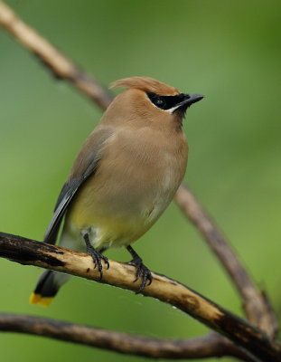 cedar waxwing  --  jaseur damerique