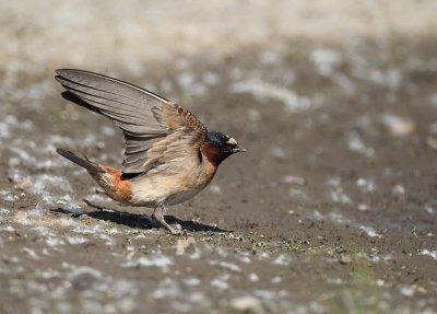 cliff swallow  --  hirondelle a front blanc