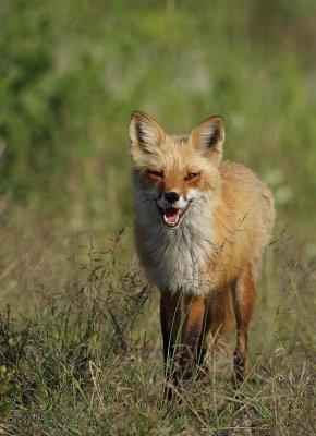 red fox --  renard roux