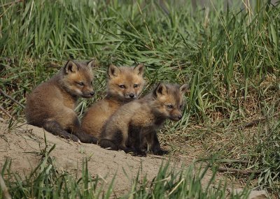 red fox ( pup's ) --  renard roux ( renardeau )
