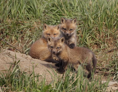 red fox ( pup's ) --  renard roux ( renardeau )