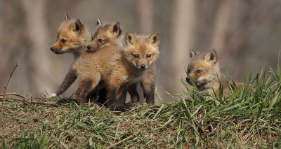 red fox ( pup's ) --  renard roux ( renardeau )