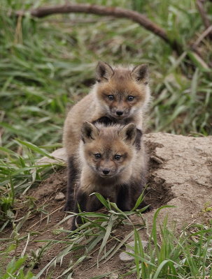 red fox ( pups ) --  renard roux ( renardeau )