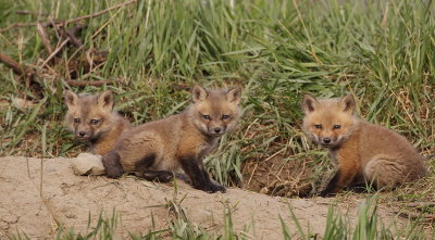 red fox ( pup's ) --  renard roux ( renardeau )