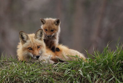 red fox ( pup  ) --  renard roux ( renardeau )