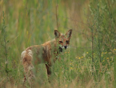 red fox --  renard roux