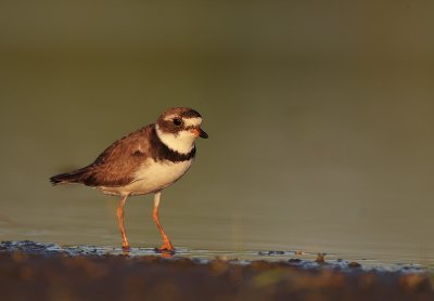 semipalmated plover  --  pluvier semipalme 