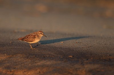 least sandpiper  --  becasseau minuscule