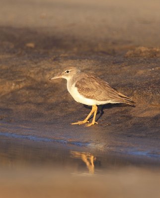 spotted sandpiper ( j )  --  chevalier grivele ( j )