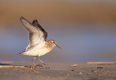 least sandpiper  --  becasseau minuscule