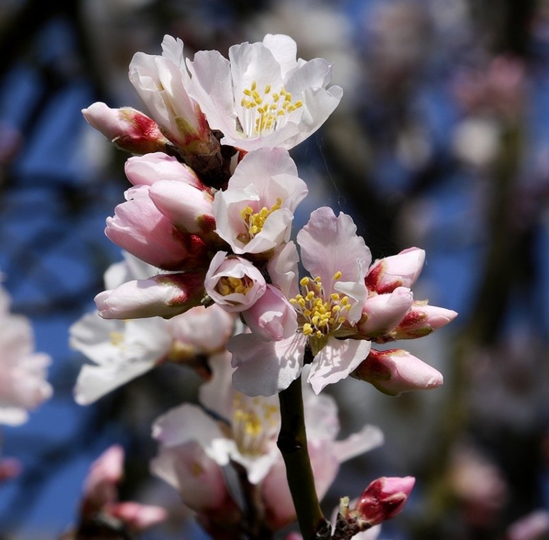 Almond Blossoms