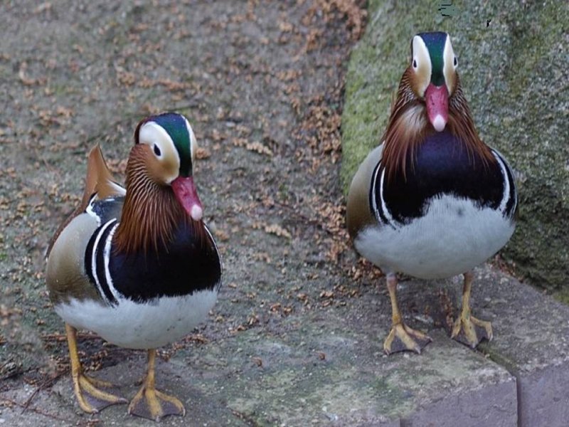 Mandarin Ducks