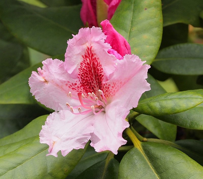 Rhododendron