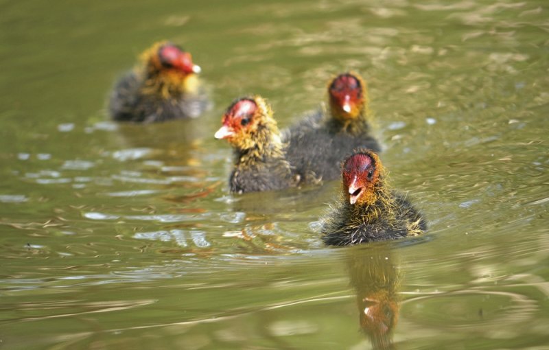 Swim Lessons for Baby Coots