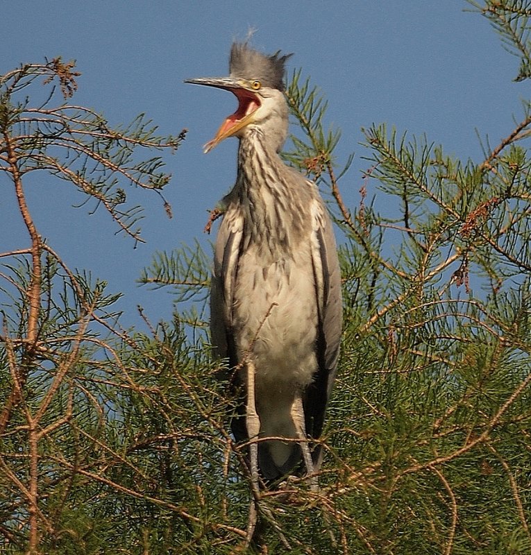 Heron Yell