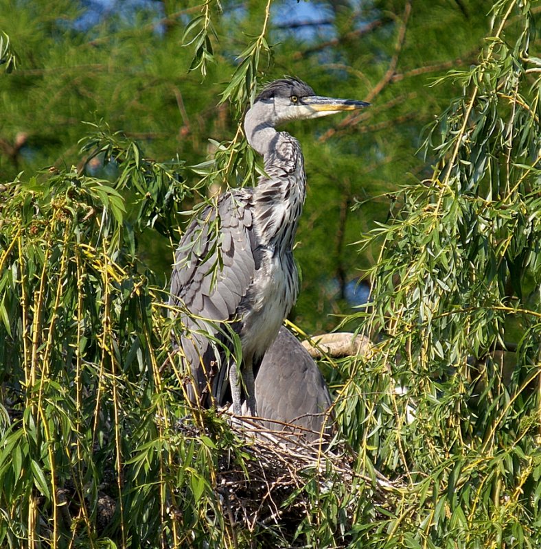Baby Heron Nest