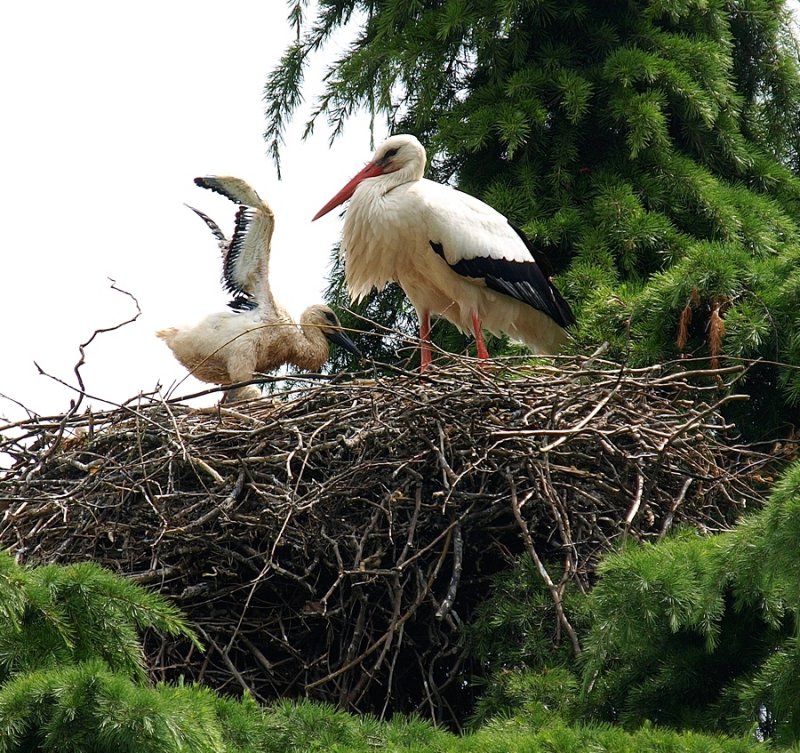 Almost Ready to Fly