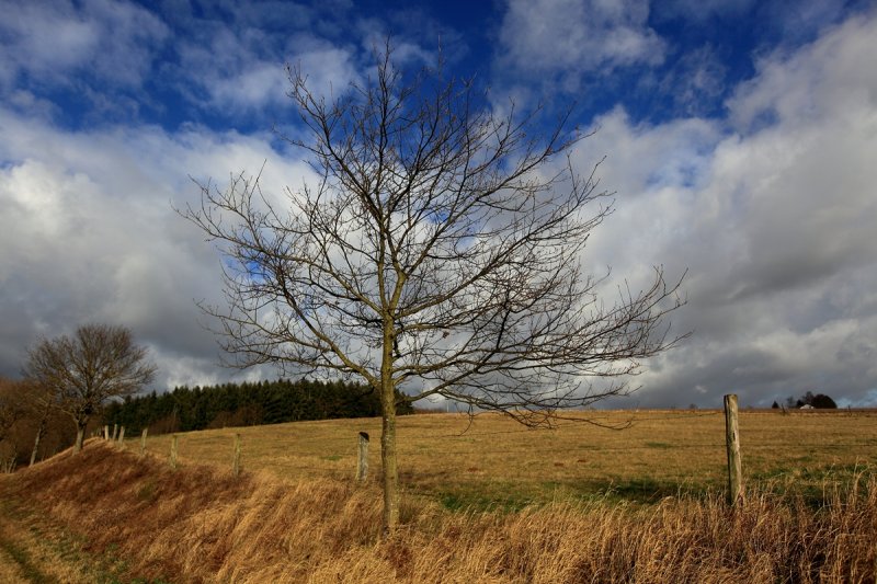 Winter Sky