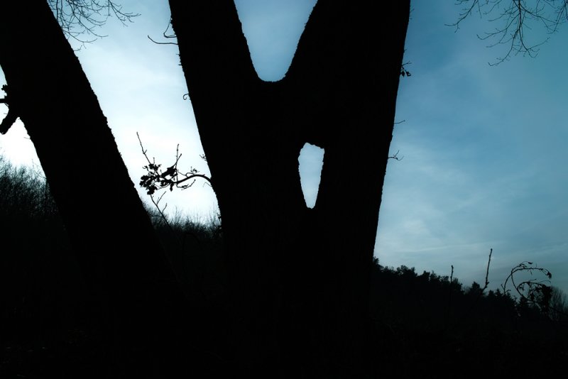 a Window in the Tree