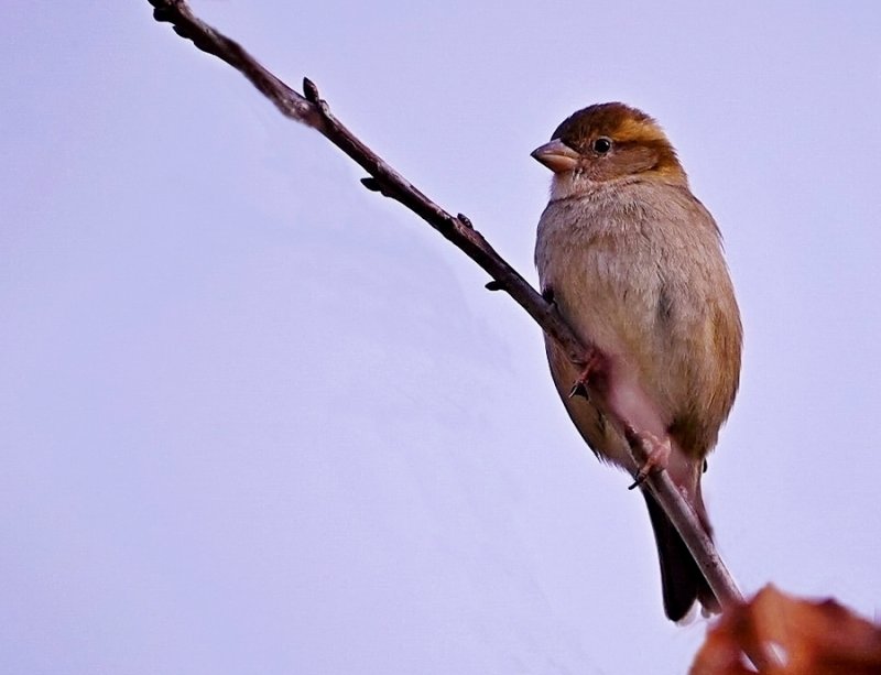 House Sparrow