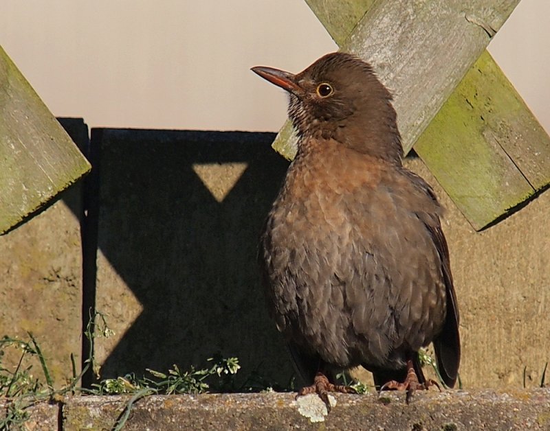 Female Black Bird