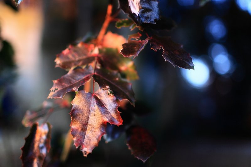 Red and Gold Holly