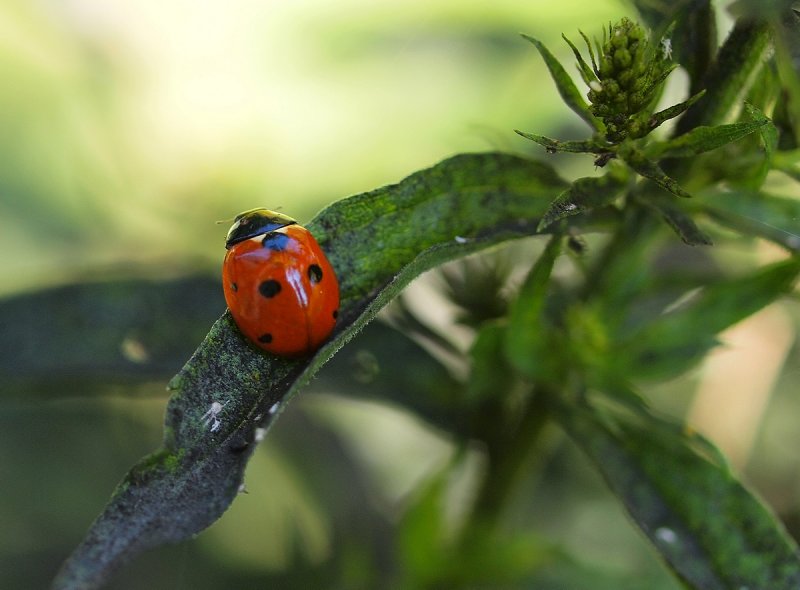 Lady Bug