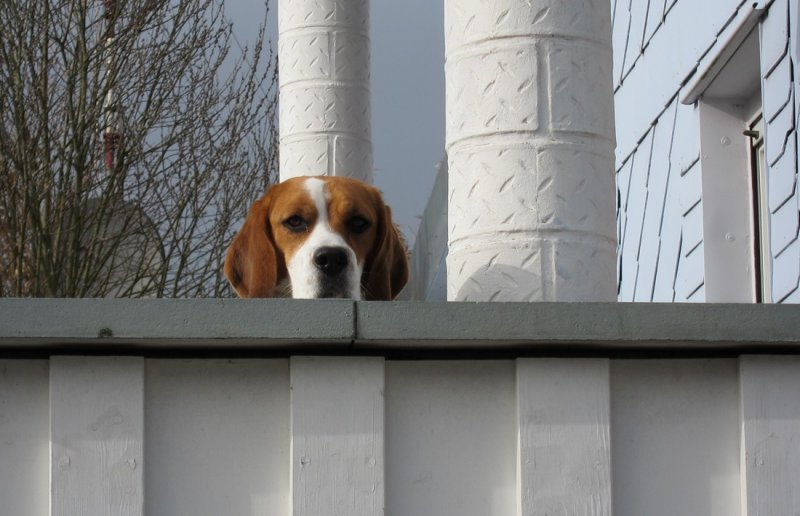 Watching over the House