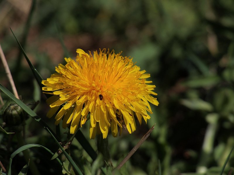 Dandelion