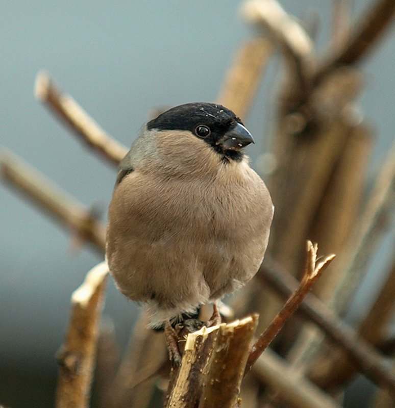 Bullfinch (Female)