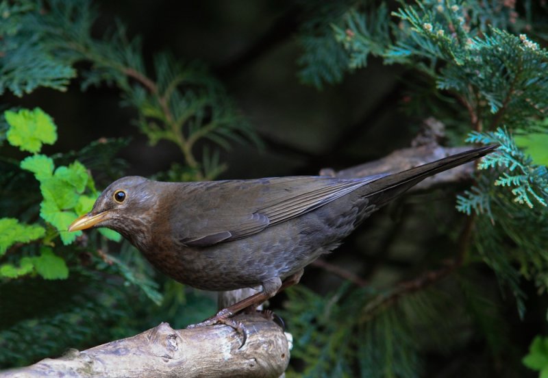 Black Bird ( Female)