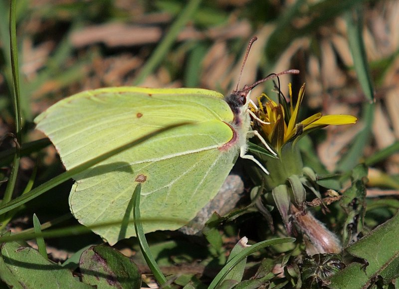 Common Brimstone (Gonepteryx rhamni - Zitronenfalter)