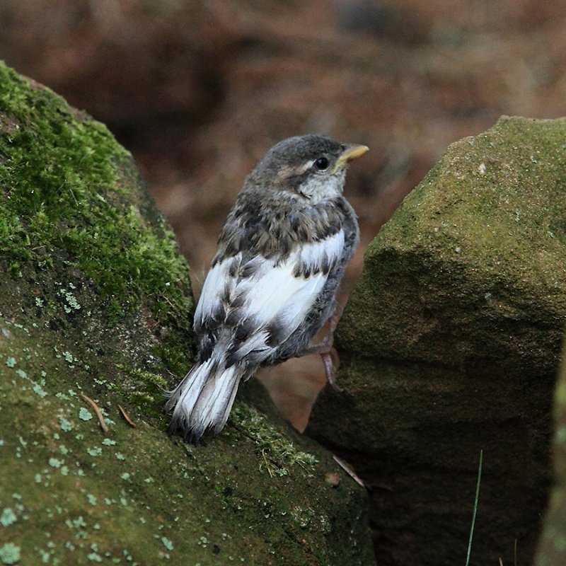 Young House Sparrow