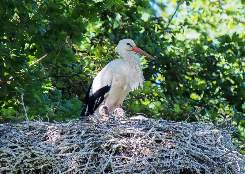 Mother Stork and two Babies