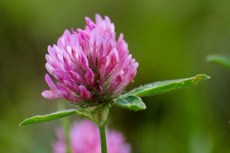 Clover Blooming