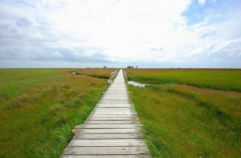 Walk out over the Salt Marshes