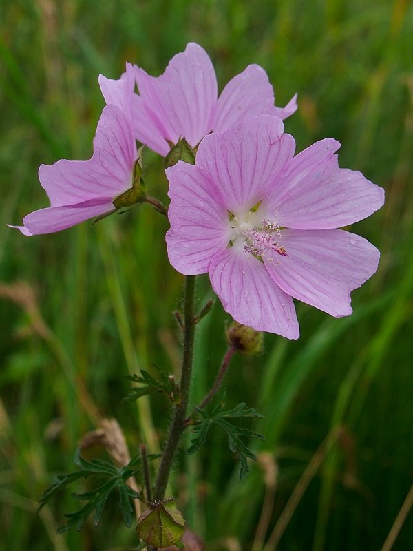 Mallow or French Hollyhock