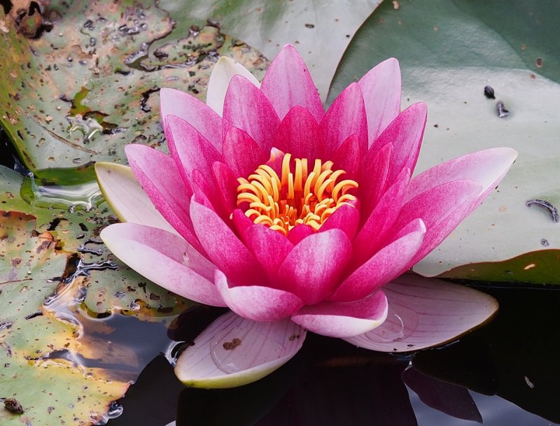 Pink Lotus