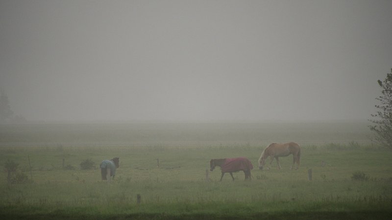 Foggy Morning on the Marsh