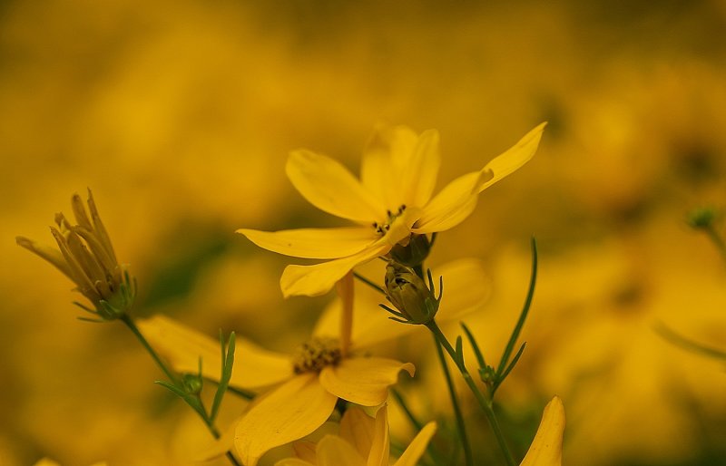 Yellow Rush