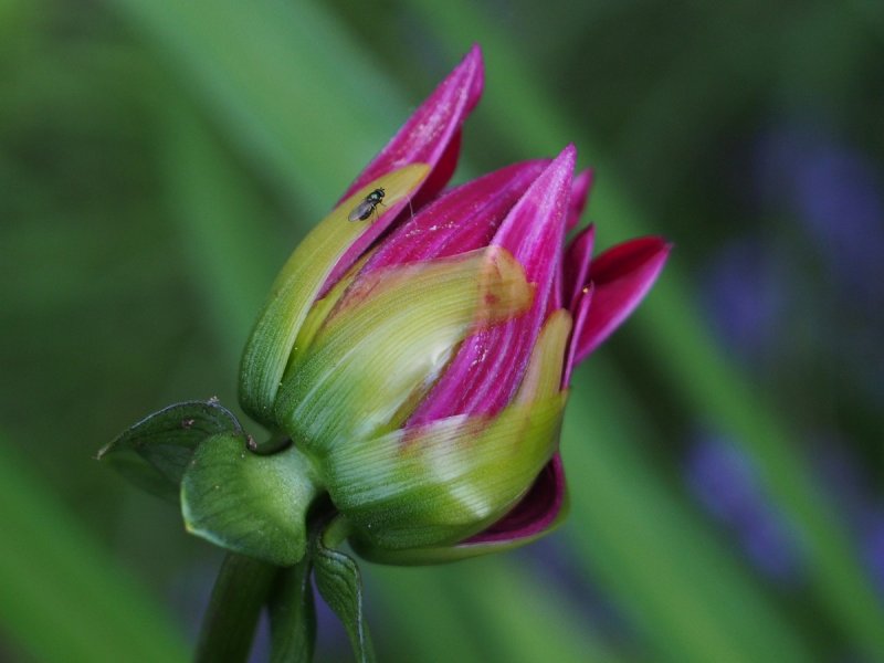 Dahlia Bud