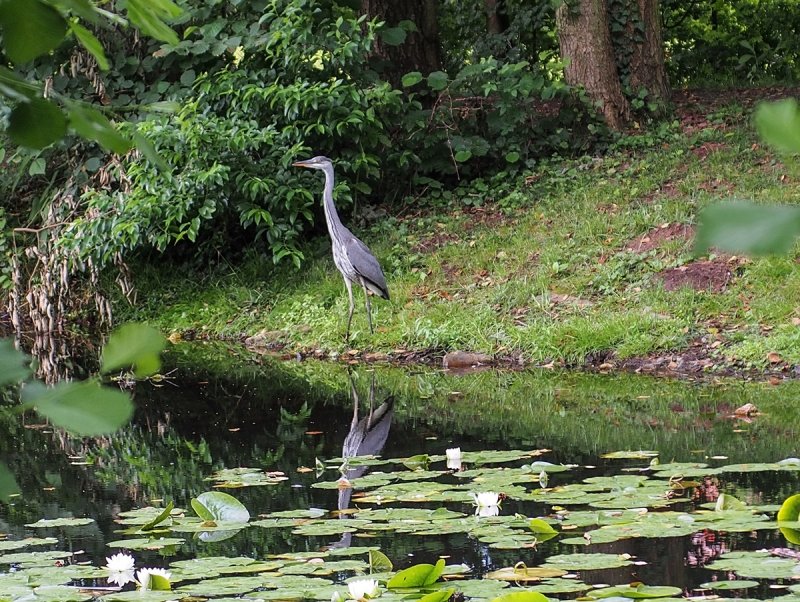 Pond Visitor