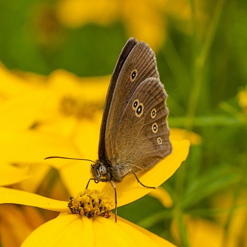 Ringlet