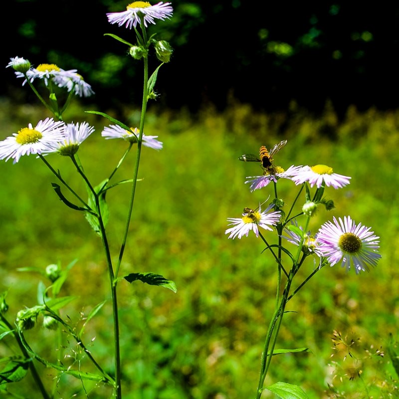 Summer Field