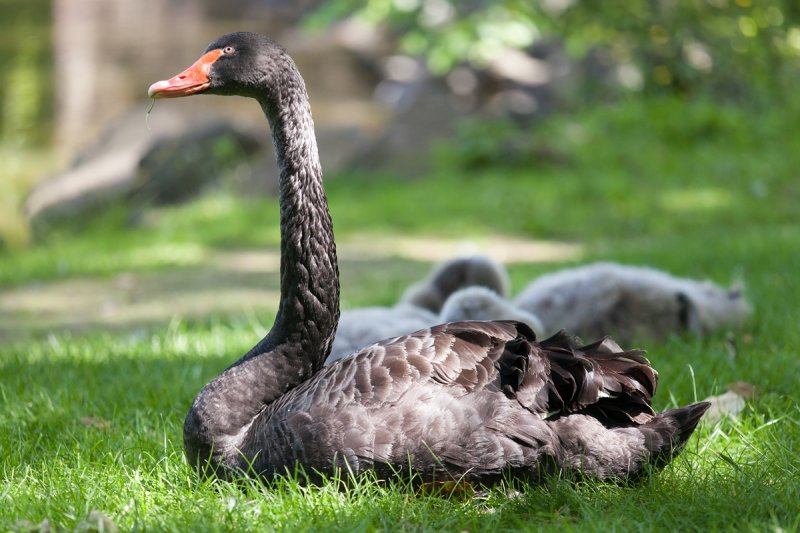 Black Swan  (Female) with her Babies