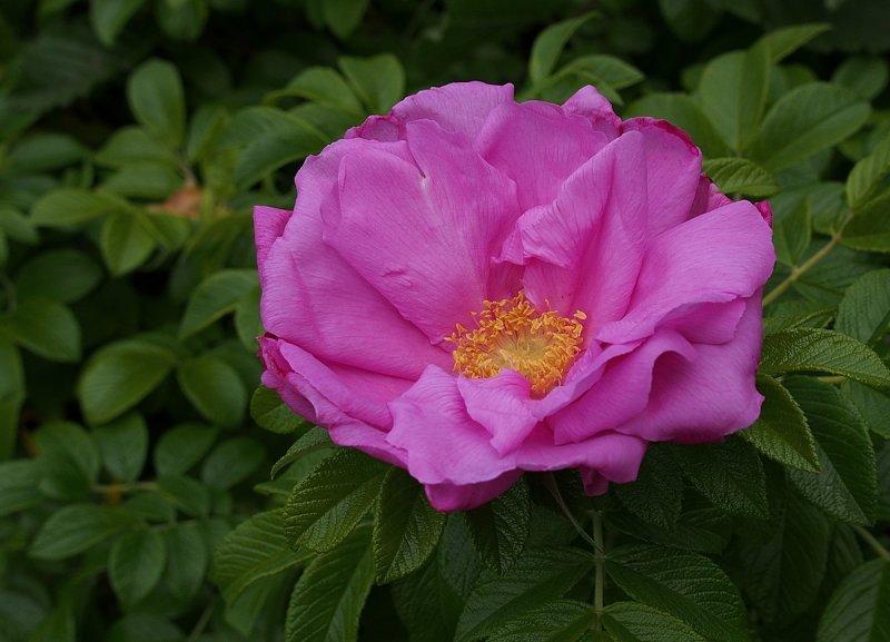 Wood Rose