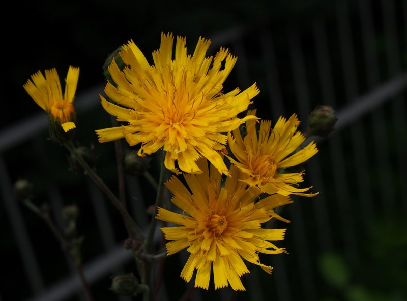 Summer Yellow