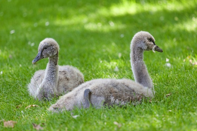 Young Black Swans 